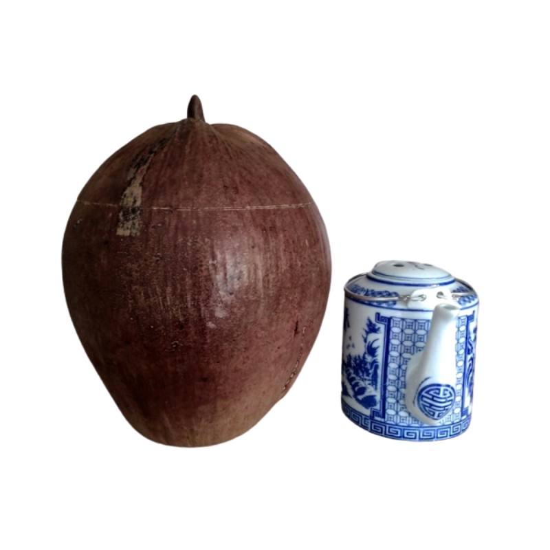 Vỏ Bình Trà Trái Dừa Không Sơn Màu Nguyên Thủy Của Trái Dừa Và Bình Trà 900 - 1000ml