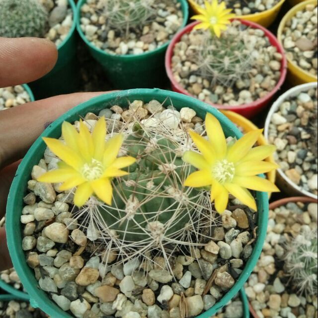 Xương rồng Weingartia gai dài