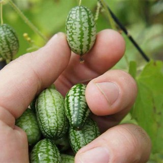 Dưa Hấu Mini - 10 hạt