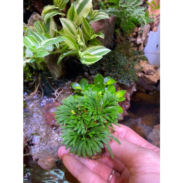 Trường sinh thảo, cây mini cây thân rễ thuần nước trồng bán cạn, terrarium, non bộ, làm tiểu cảnh