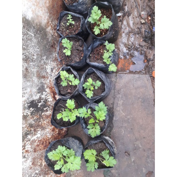 Cây ngải cứu giống