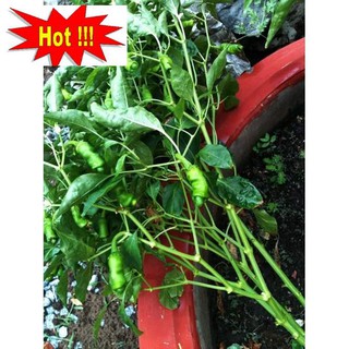 Hạt giống Ớt cu tý (05 hạt)