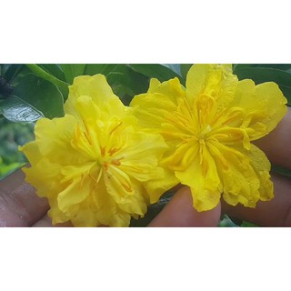 Mai cúc đọt xanh