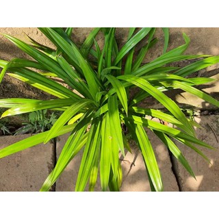 Bụi Cây lá nếp cao 50cm, 4-5 cây dùng nấu ăn