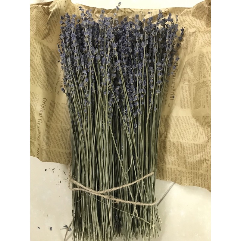 Bó 50 cành Hoa khô lavender, hoa khô oải hương