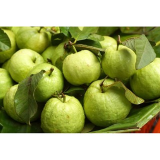 Cây ổi găng ngọt