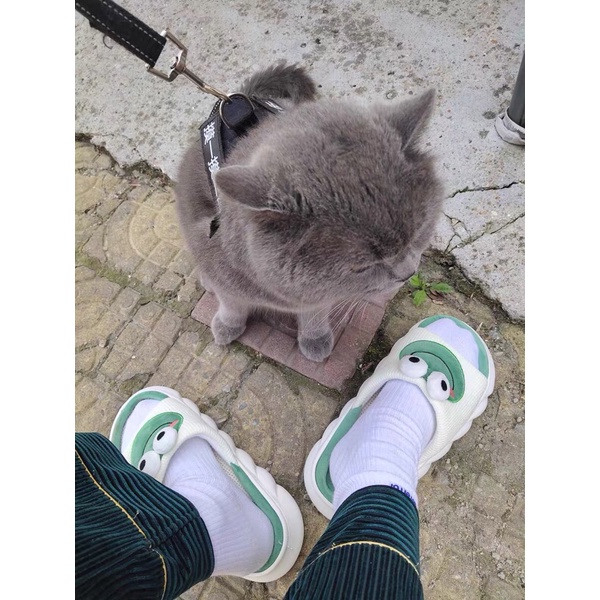 Dép bông đế bánh mì hình con ếch đi trong nhà dễ thương phong cách cho cả nam và nữ kèm ảnh thật