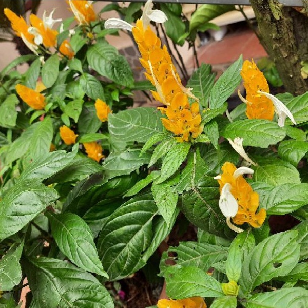 Set 2L Chế phẩm DỊCH CHUỐI hữu cơ cho tất cả các loại cây Organic Garden