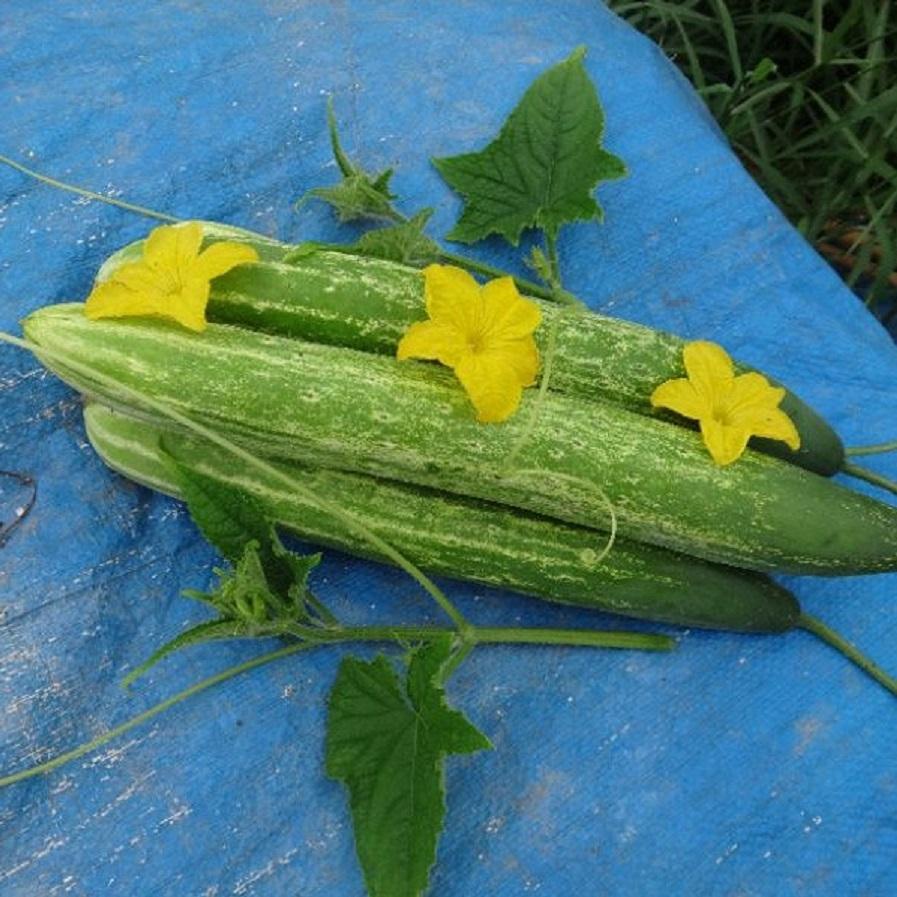 HẠT GIỐNG DƯA NẾP LAI GÓI 10G -  SIÊU NGON