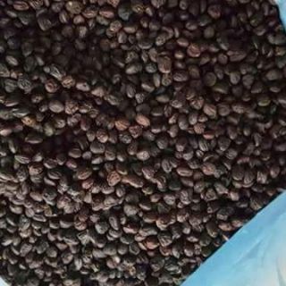 Combo 100gr hạt dổi 100gr hạt mắc khén