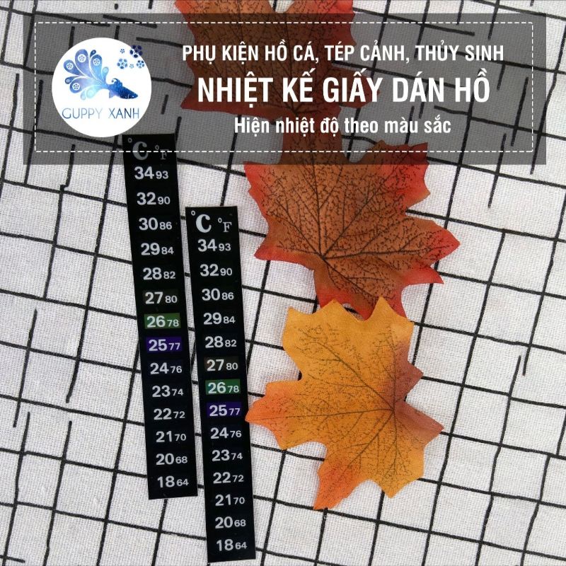 Nhiệt kế giấy dán vào thành bể, vừa chính xác vừa thẩm mỹ