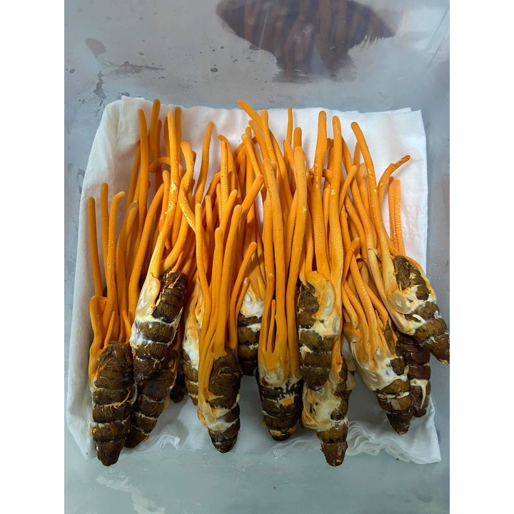 Đông Trùng Hạ Thảo Nguyên Con sấy thăng hoa hàng đẹp | BigBuy360 - bigbuy360.vn