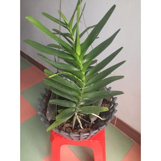 Hoa lan giáng thu (cây  cao 40cm,bộ rễ khỏe)+ 700g phân thỏ hữu cơ