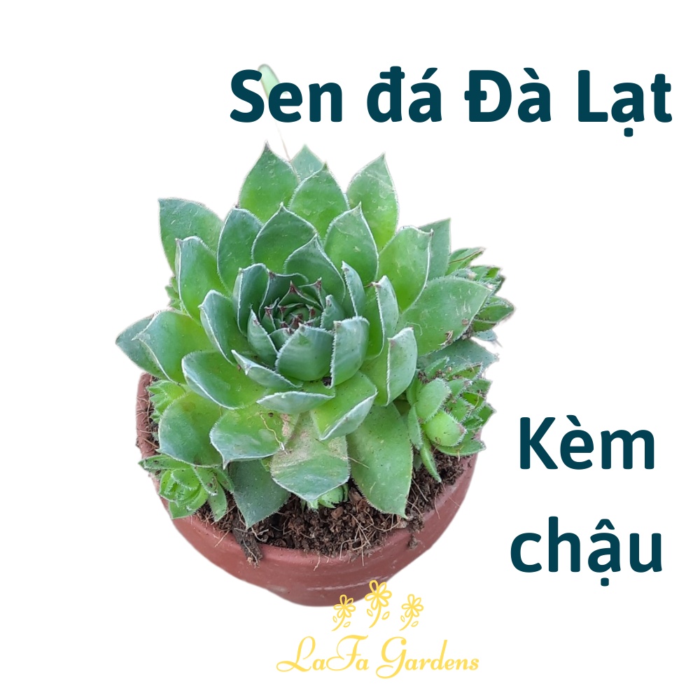 Sen đá để bàn, Cây sen Phật Bà kèm chậu đất nung