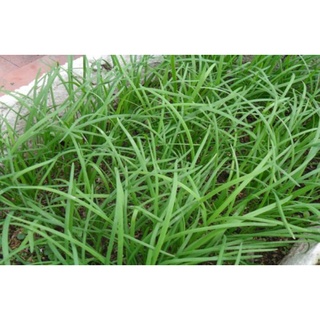 50 cây hẹ giống