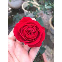 Cây Hoa Hồng Red Apple