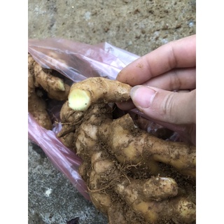 1kg gừng gió tươi ruột vàng