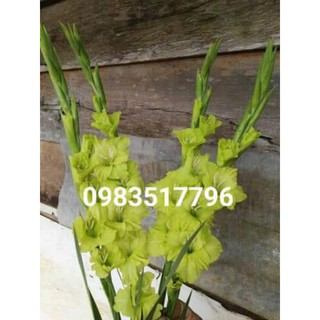 hạt giống củ hoa lay ơn nhiều màu