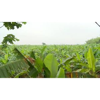 Combo 5 ký Lá Chuối Tươi luôn tươi mới