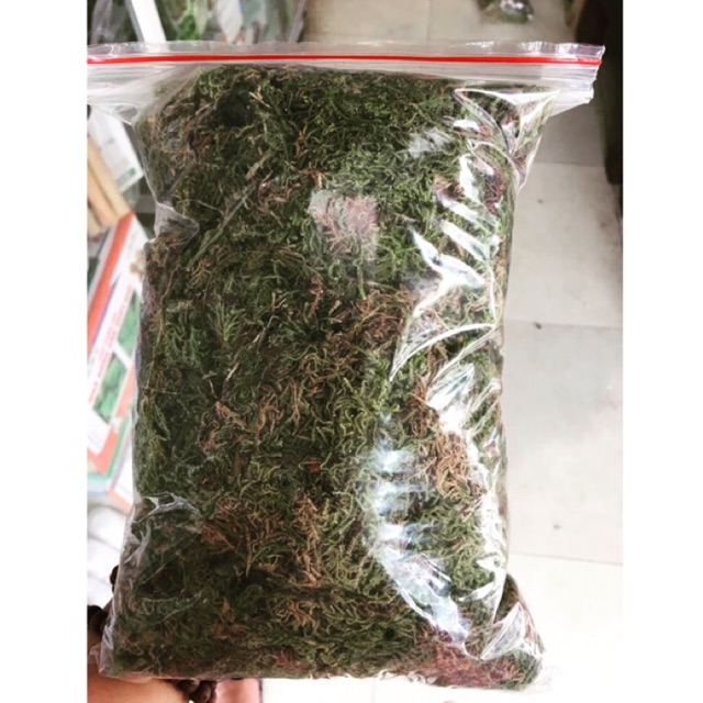 Rêu trồng phong lan