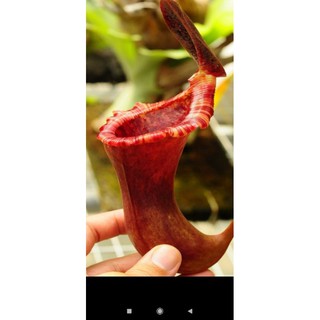 nắp ấm lowii x ventricosa size to