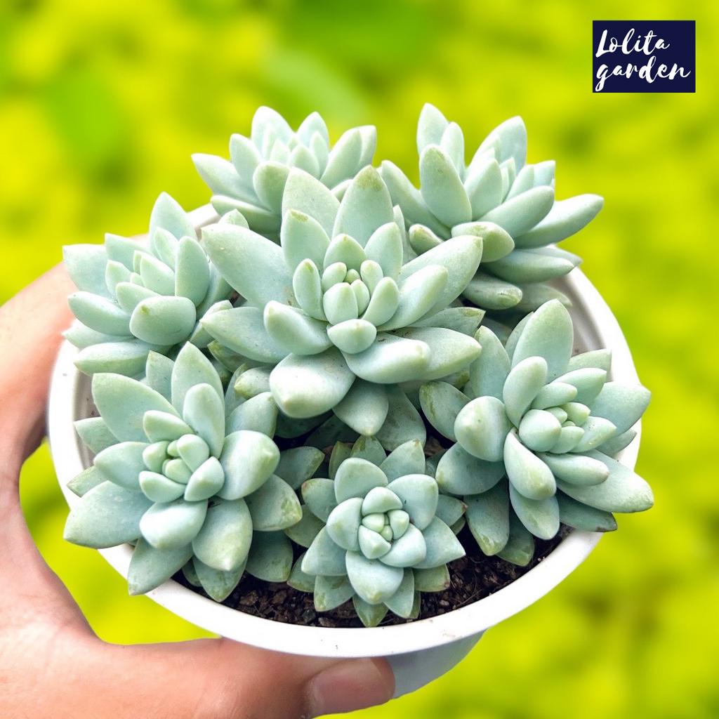 Sen đá chuỗi ngọc lam Đà Lạt size trung bình cây cảnh trang trí nhà cửa Lolita garden