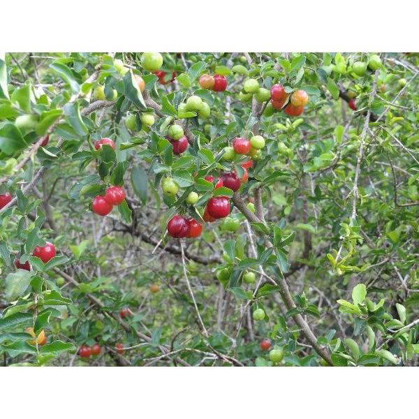 HẠT GIỐNG CÂY SƠ RI - 10 hạt/ gói