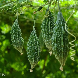 Hạt giống mướp đắng gai xanh