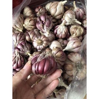 Tỏi Bắc nguyên củ 500g