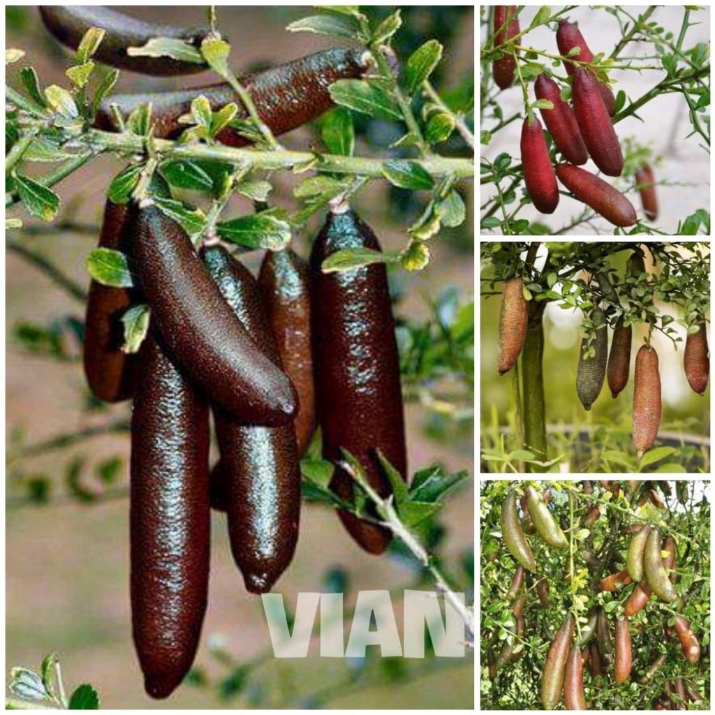 CÂY GIỐNG CHANH NGÓN TAY + Tặng  phân hữu cơ cao cấp