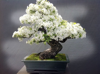 Cây bạch tuyết mai đang hoa