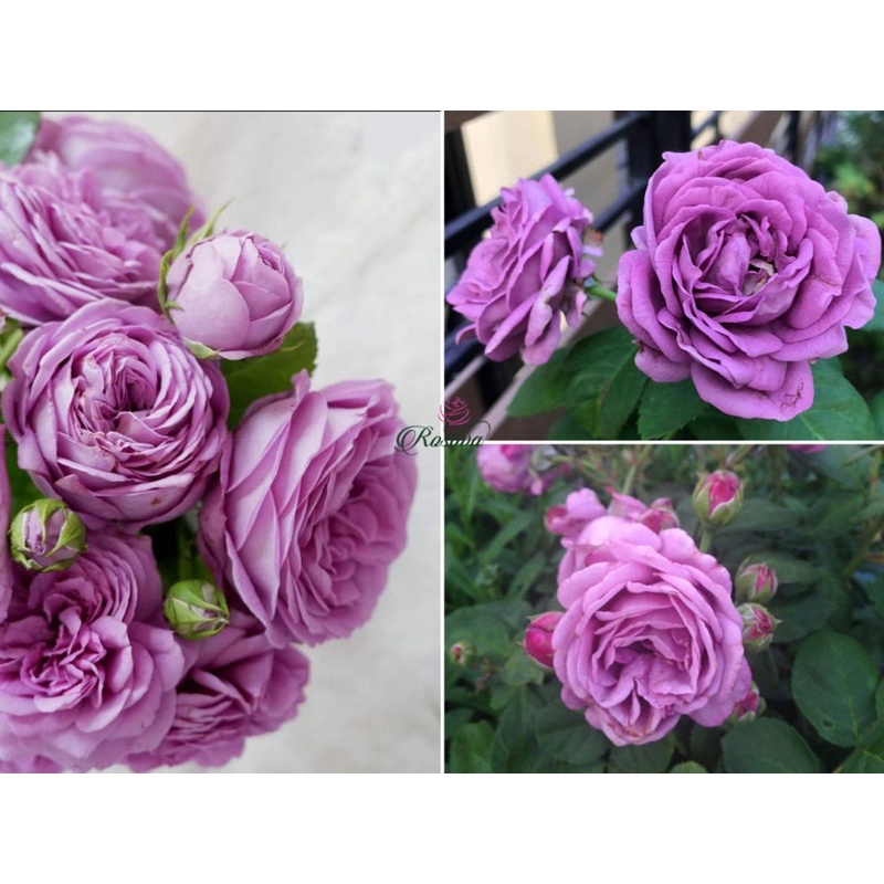 Hoa hồng Kinda blue Rose - hồng bụi, hoa to, màu tím