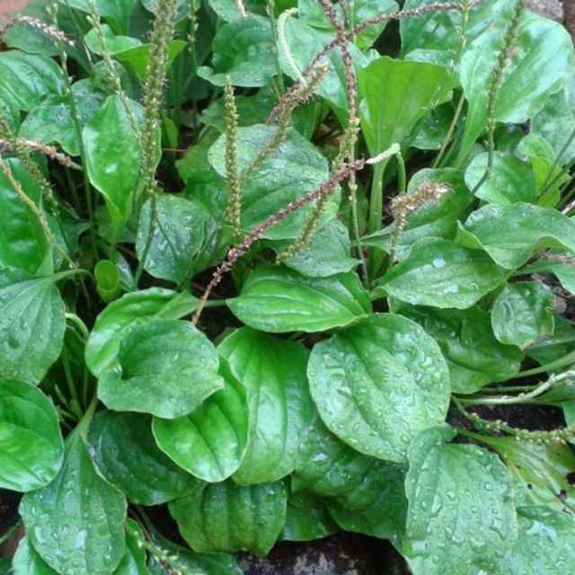 Cây giống bông mã đề, gửi cây hình 2