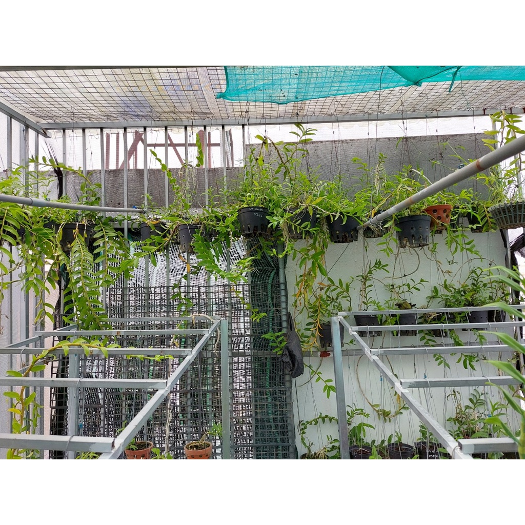 Phong lan phi điệp ám vùng Hòa Bình 5 cánh thanh lý giá rẻ