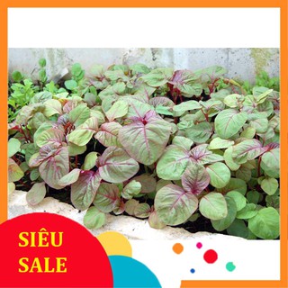 20g Hạt giống Rau Dền tía VIETPHAT