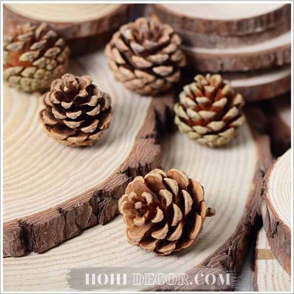 Hạt Thông Decor Trang Trí - Shop Hohi Decor
