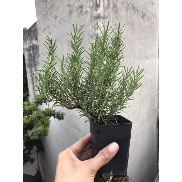 CÂY GIỐNG HƯƠNG THẢO (chỉ gửi miền bắc!)
