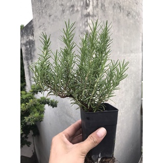 Cây giống hương thảo
