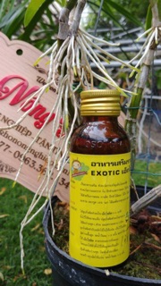 Hạt giống Hồng thân gỗ
