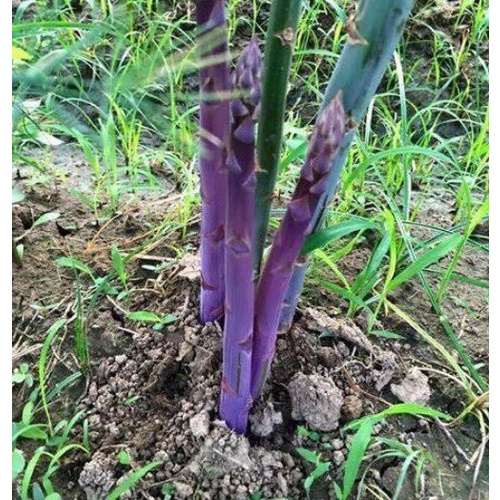 Phân Bón Bánh Dầu Đậm Đặc Multi Peanut 500ML Chuyên Cho Hoa Lan, Hoa Hồng, Mai Vàng, Cây Cảnh