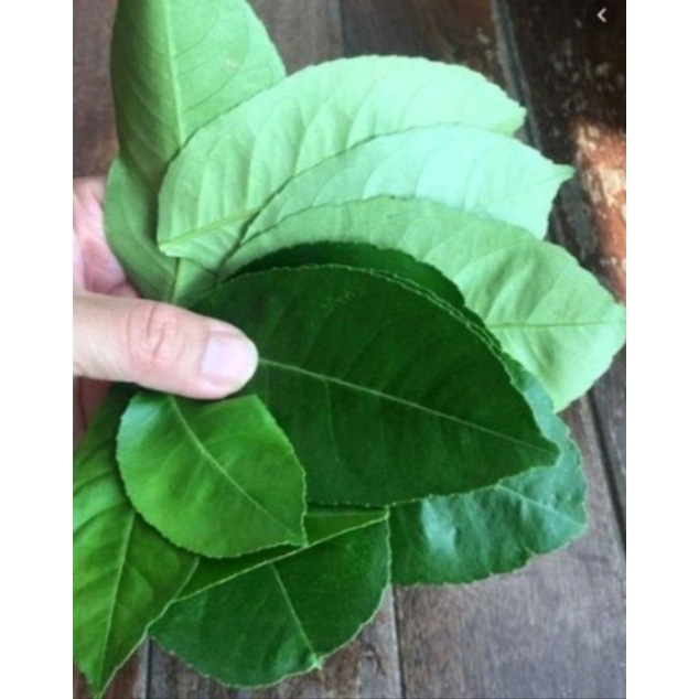 1 ký lá Bưởi Khô hàng loại 1