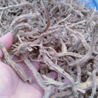 Sâm dây (hồng đẳng sâm) chuẩn hàng rừng