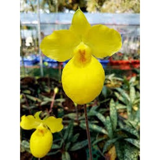 COMBO 5 CÂY GIỐNG LAN HÀI MỐC VÀNG SIÊU RẺ