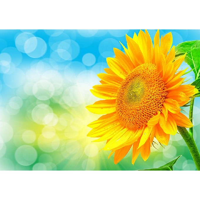 Hạt giống hoa hướng dương domino - SUNFLOWER DOMINO gói1gr/12hạt