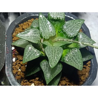 Haworthia Comptoniana 11-13cm đã thuần