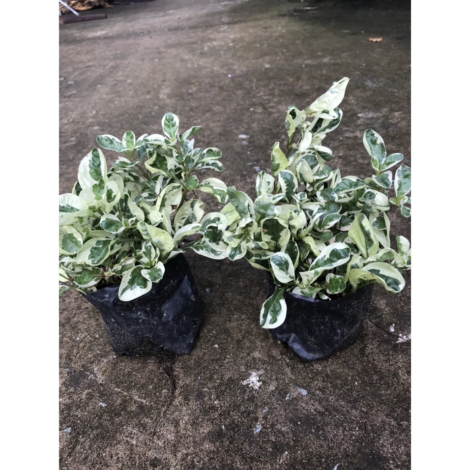 Cây Cẩm Thạch Phát Tài, Trí Mang Nhiều May Mắn, Tài Lộc Cho Gia Chủ