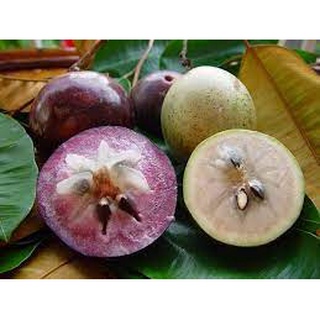 Cây giống vú sữa lò rèn vĩnh kim