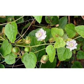 Cây giống lạc tiên, nhãn lồng, chùm bao