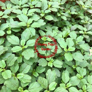 Hạt Giống Rau Dền Cơm F1
