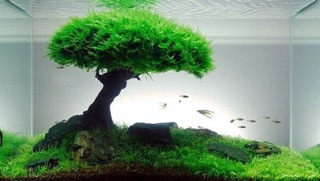Rêu X-Mas Thuỷ Sinh Làm Tán Bonsai, Dán Lũa (Rêu Xmas - Rêu Christmas)